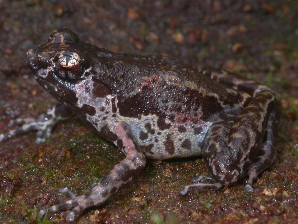 Red Mawatta Frog (Hylophorbus rufescens)