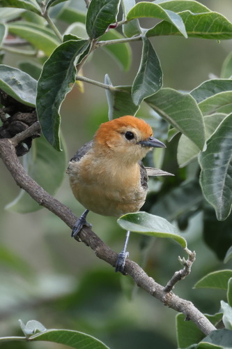 Buff-bellied Tanager (Thlypopsis inornata), photo 10