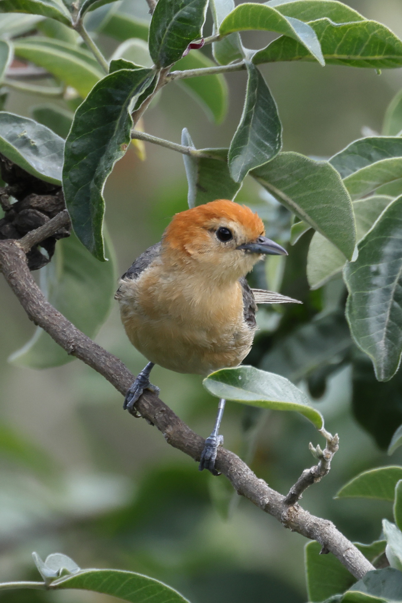 Buff-bellied Tanager (Thlypopsis inornata), photo 5