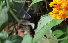 Parides proneus