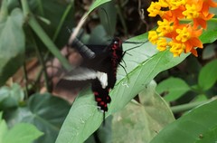 Parides proneus
