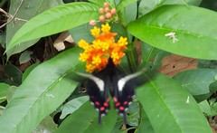 Parides proneus