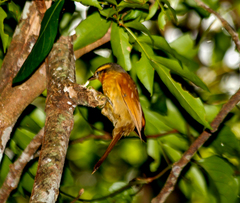 Anabacerthia lichtensteini