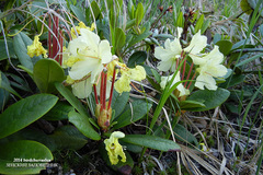 Rhododendron aureum