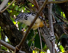 Hypoedaleus guttatus