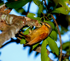 Anabacerthia lichtensteini