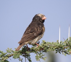 Straw-Tailed Whydah photo 3