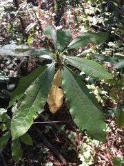 Rhododendron occidentale
