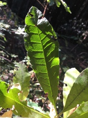 Rhododendron occidentale