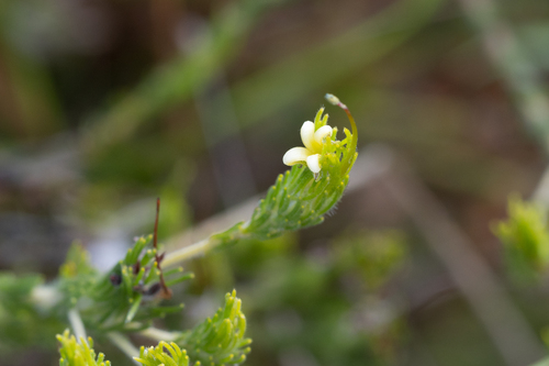 Adenanthos terminalis (Adenanthos terminalis)