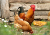 Domestic Chicken - Photo (c) Svklimkin, some rights reserved (CC BY-SA)