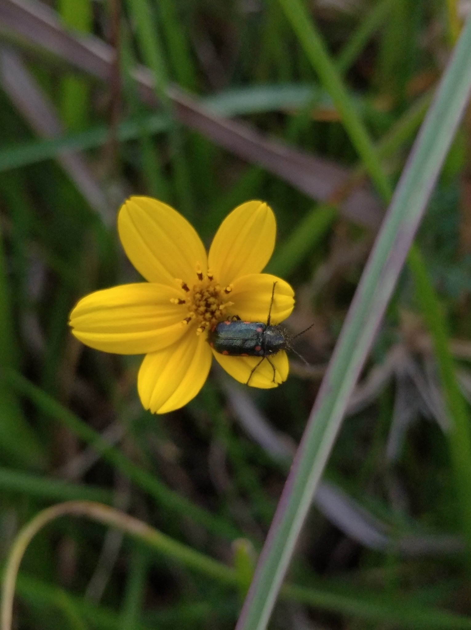 Stylasteridae image