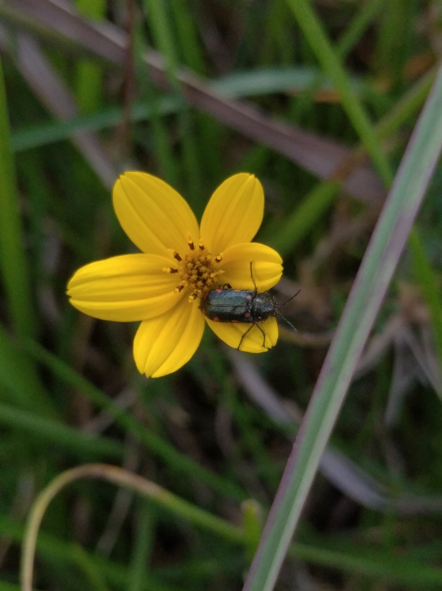 Stylasteridae image