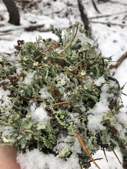 Cladonia ecmocyna