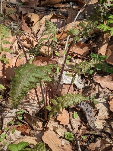 Athyrium rubripes (Athyrium rubripes)