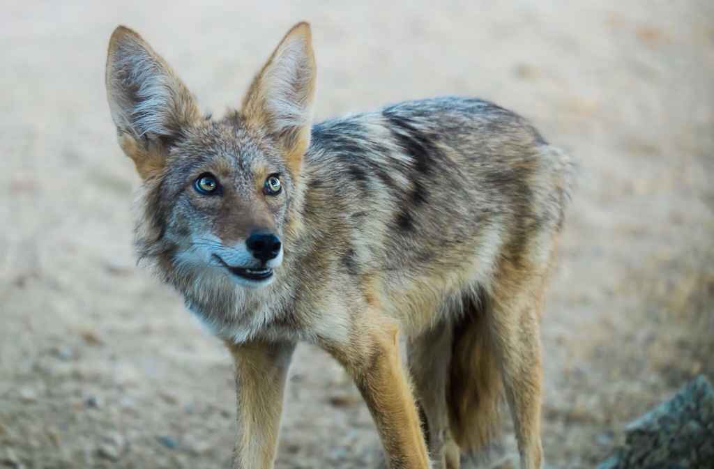 Coyote (Mammals of Oaxaca, MX - Wild Latitudes Tour