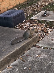 Sciurus carolinensis