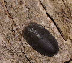 Laxta granicollis