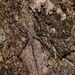 Tamopsis fickerti - Photo (c) Reiner Richter, μερικά δικαιώματα διατηρούνται (CC BY-NC-SA), uploaded by Reiner Richter