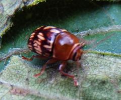 Cryptocephalus badius