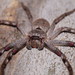 Leishmann's Huntsman - Photo (c) Reiner Richter, some rights reserved (CC BY-NC-SA), uploaded by Reiner Richter
