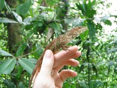 Anolis insignis