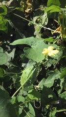Luffa operculata