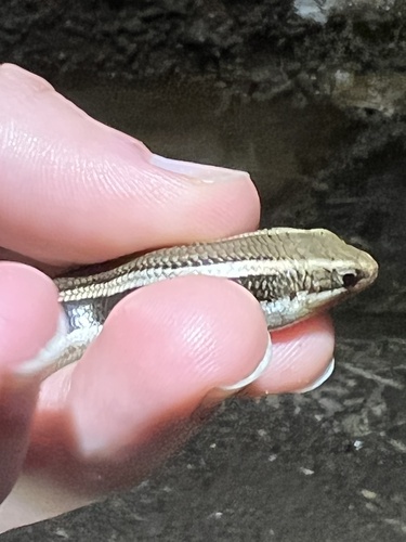 iNaturalist observation photo of Skilton's Skink