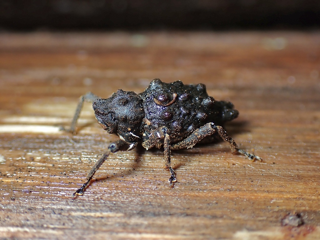 Poropterus conifer