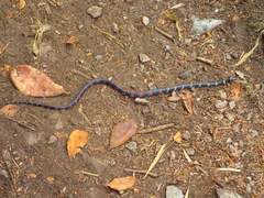 Erdis' False Coral Snake photo 1