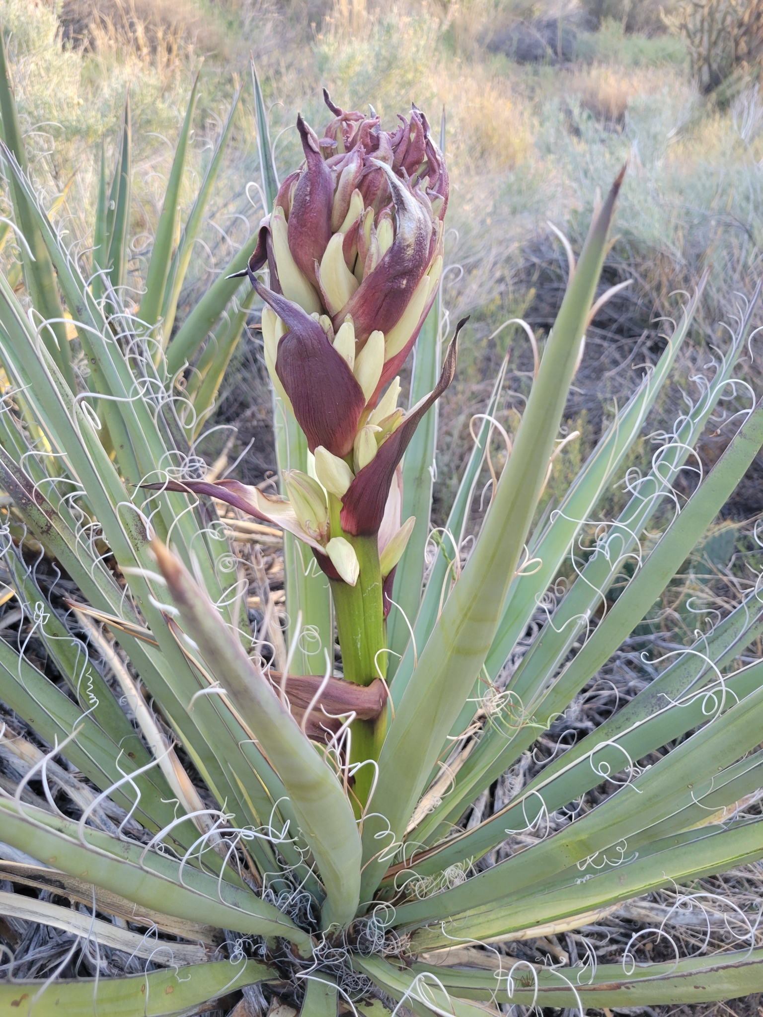 Yucca baccata var. baccata