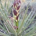 Yucca baccata baccata - Photo (c) kernr, alguns direitos reservados (CC BY-NC)
