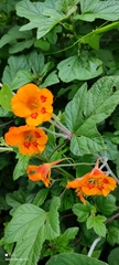 Tropaeolum minus