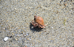 Pagurus acadianus