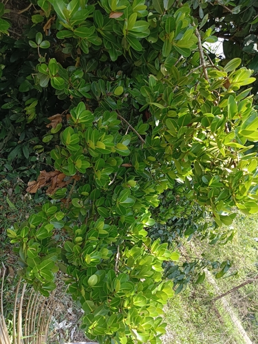 Image of Calophyllum apetalum by (c) renjus box, some rights reserved (CC BY)