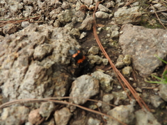 Nicrophorus mexicanus