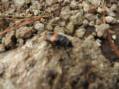 Nicrophorus mexicanus
