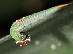 Dynastor darius stygianus