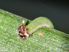 Dynastor darius stygianus