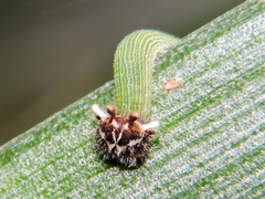 Dynastor darius stygianus