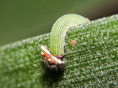 Dynastor darius stygianus