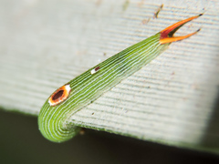 Dynastor darius stygianus