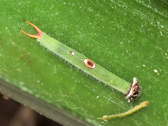 Dynastor darius stygianus