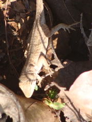 Anolis nebulosus