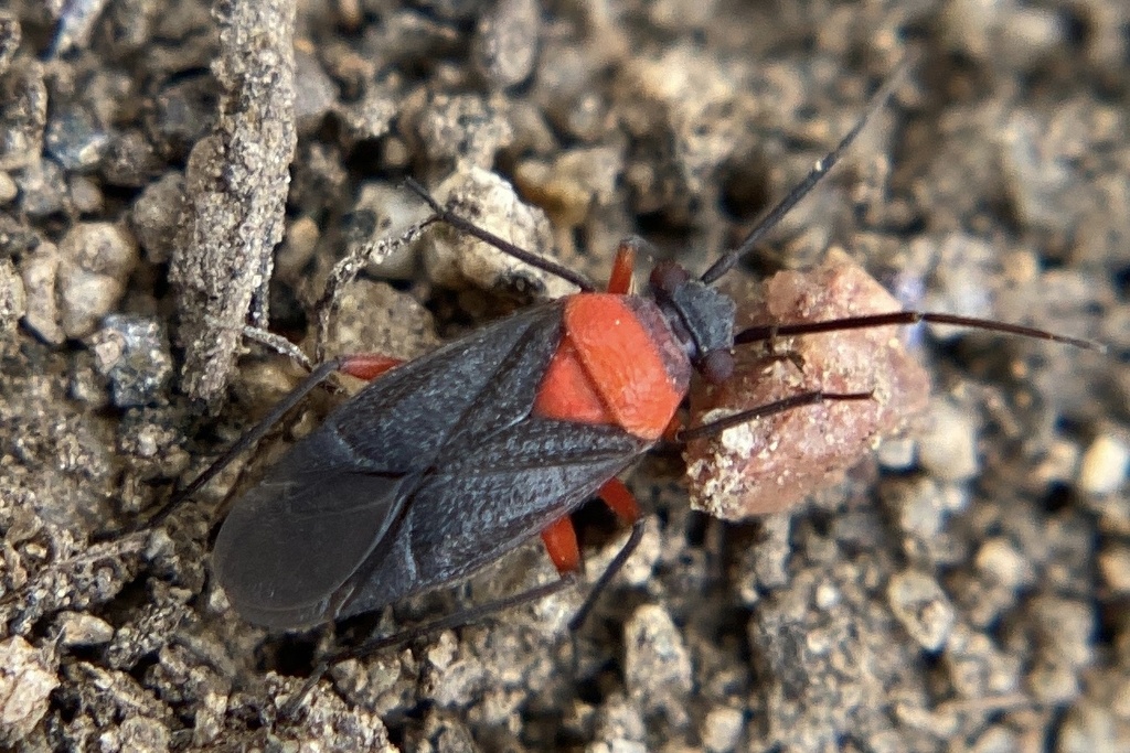 Aoplonema rubrum