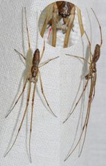 Tetragnatha nigrita