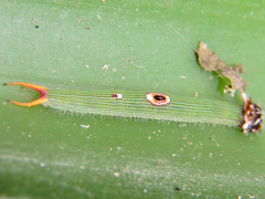 Dynastor darius stygianus