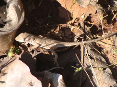 Anolis nebulosus