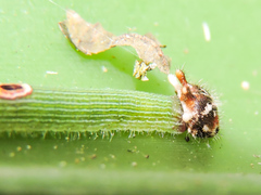 Dynastor darius stygianus