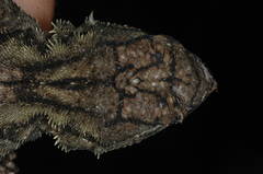 Tropidurus spinulosus